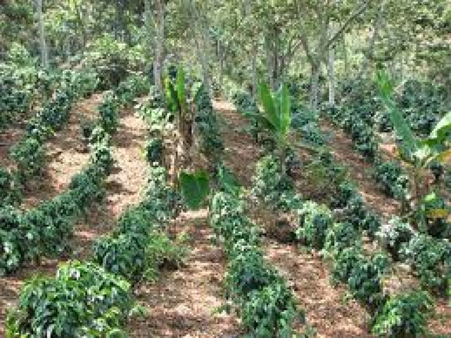Convoca UNACH a participar en curso internacional sobre la diversidad productiva del café