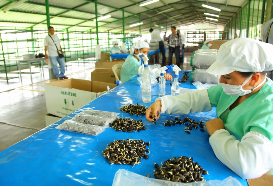 Recorren productores chiapanecos y académicos de la UNACH plantaciones de palma de aceite