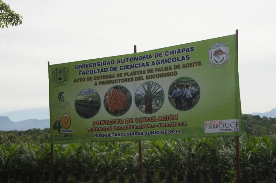  Entrega UNACH plantas de palma de aceite a productores para mejorar la productividad y preservar el medio ambiente