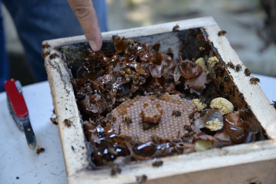 Promueven investigadores de la UNACH la  conservación de las abejas meliponas