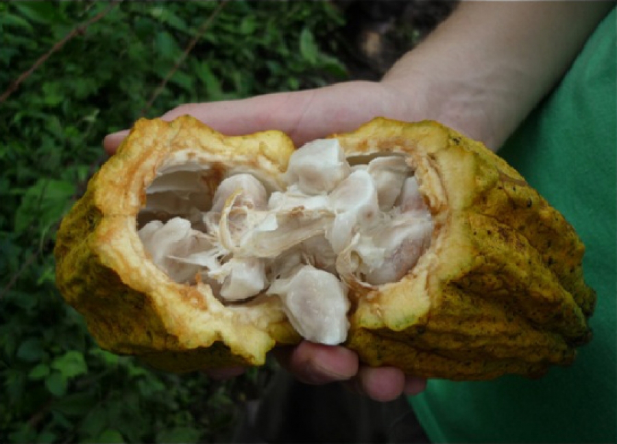 Buscan investigadores de la UNACH incentivar e incrementar la producción cacaotera en el Centro y Norte de Chiapas