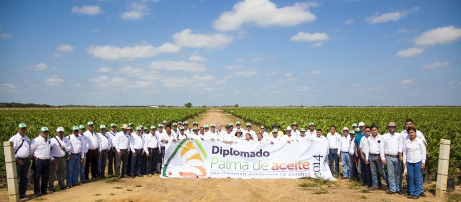 Impulsan el cultivo de palma de aceite en Chiapas a través de prácticas de campo