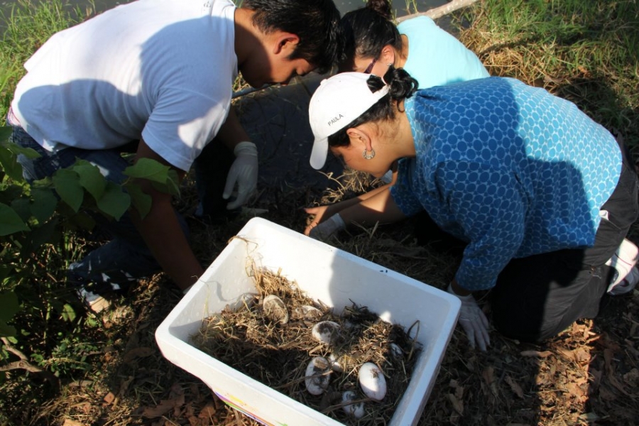 Nacen nuevas crías de cocodrilos en la Unidad de Manejo para la Conservación de la Vida Silvestre de la UNACH