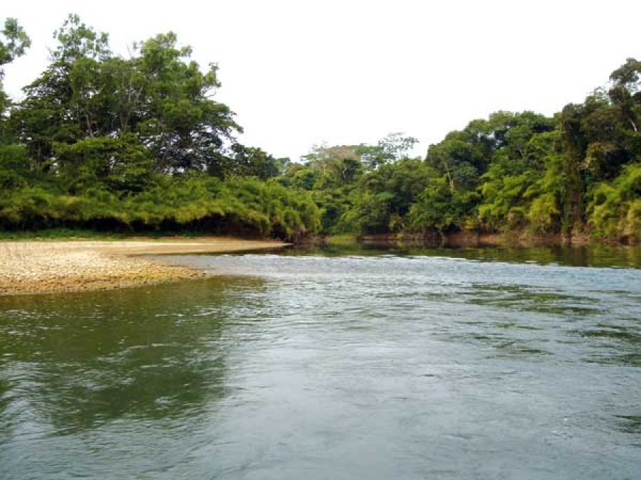 Convocan a investigadores de la UNACH a presentar proyectos ante la Organización Internacional de Maderas Tropicales