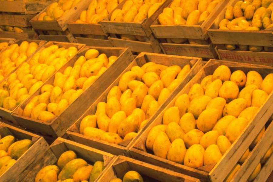 Capacitarán especialistas internacionales a productores de mango