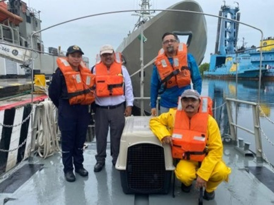 Participa UNACH en acciones para atender a ejemplar de lobo marino varado en playas de Mazat&aacute;n