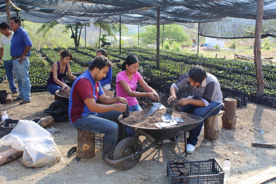 Contribuyen investigadores y alumnos de la UNACH a la producción de café en Chiapas