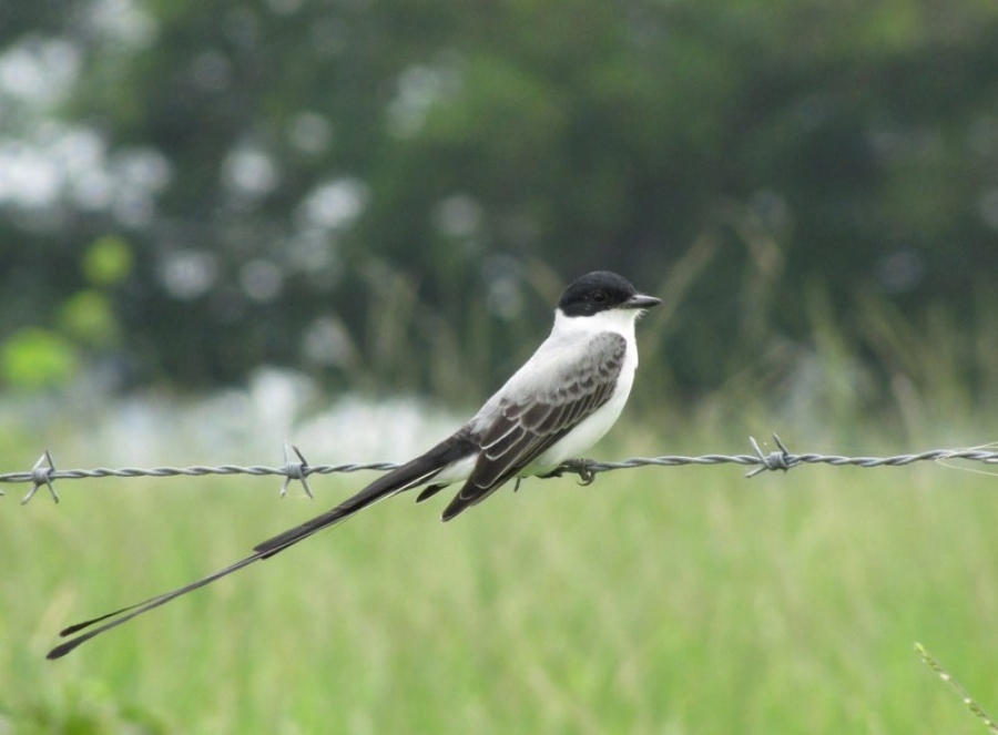 Analizan investigadores de la UNACH impacto de aves en la reforestación