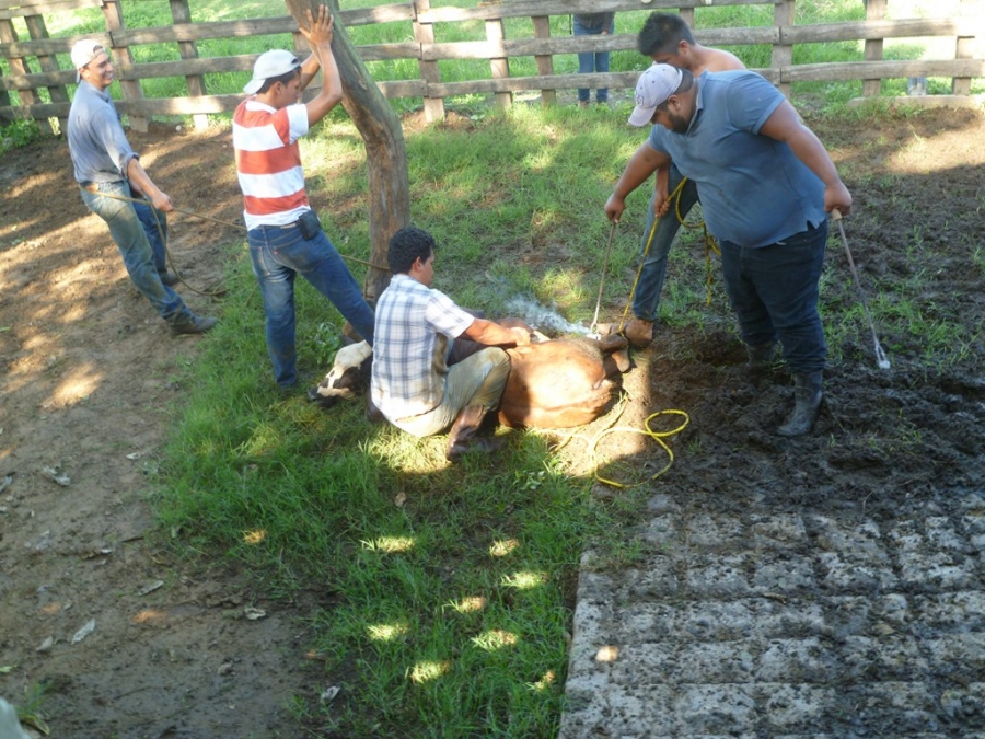 En Mazatán Realizan alumnos de la UNACH prácticas de campo en materia de nutrición animal en terrenos de la IP