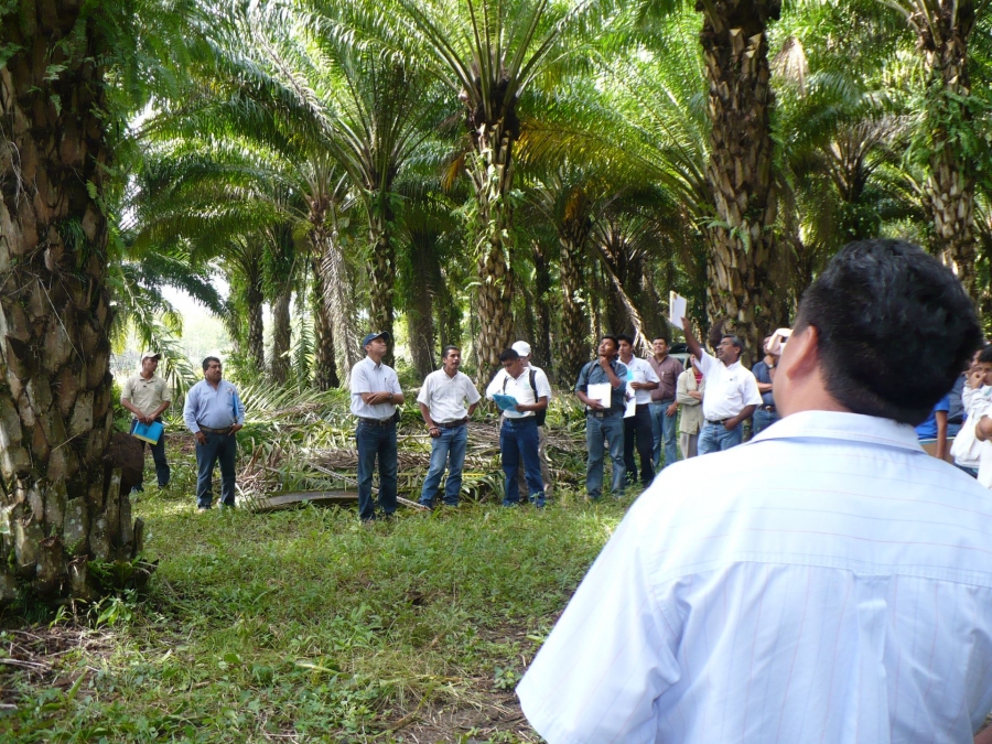 Imparten curso especializado en palma de aceite a académicos de la UNACH y productores del Norte de Chiapas  